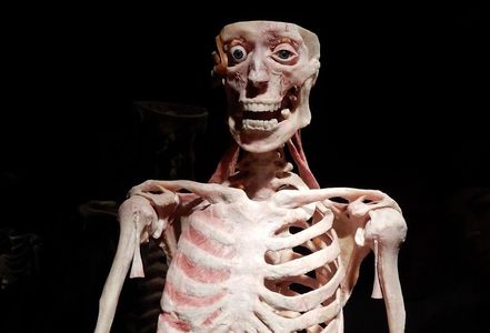 Berlin: BODY WORLDS Ticket — صورة 2