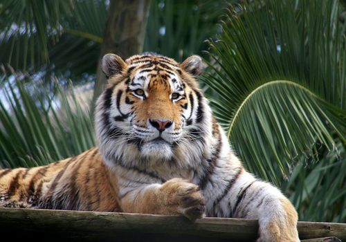 Lisbon Zoo: Fast Track Ticket