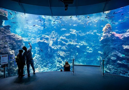 California Academy of Sciences: Entry Ticket