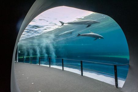 أكواريوم جنوى: تذكرة الدخول مع وجبة غداء — صورة 2