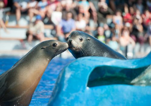 Marineland Mallorca: Skip The Line Ticket