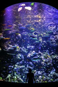 Cairns Aquarium: Entry Ticket — صورة 2