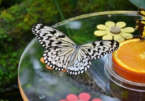 Dubai Butterfly Garden: Entry Ticket