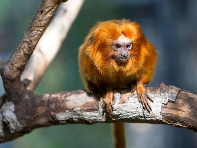 Loro Parque: Entry Ticket + Transport — صورة 2