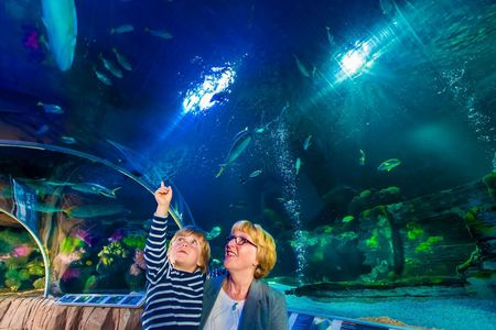 SEA LIFE Blankenberge: Entry Ticket — صورة 2