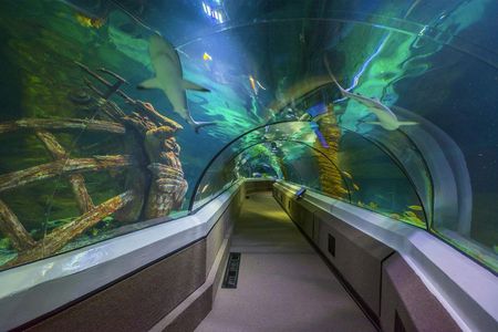 SEA LIFE Sunshine Coast: Entry Ticket — صورة 2