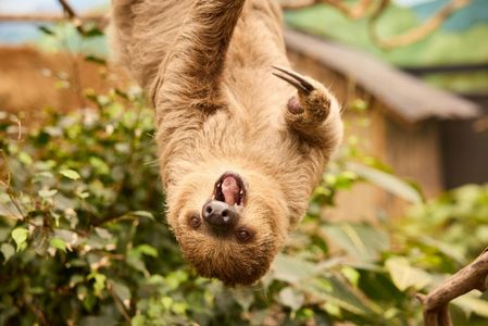 ZooParc Overloon: Entry Ticket — صورة 2