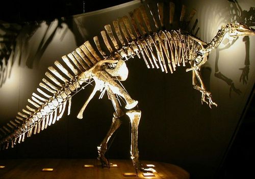 Natural History Museum (Museo di Storia Naturale): Entry ticket