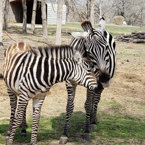 Franklin Drive Thru Safari: Entry Ticket — صورة 2