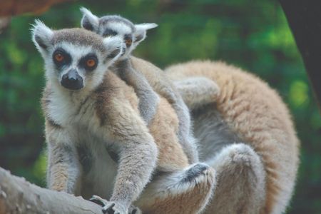 Pombia Safari Park: Entry Ticket — صورة 2
