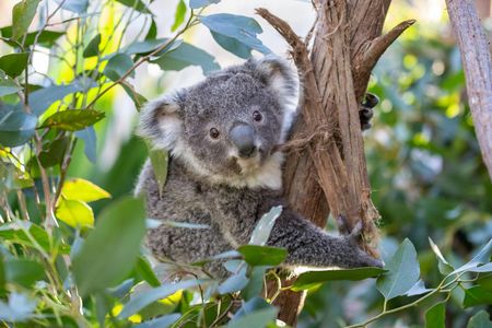 حديقة WILD LIFE سيدني: عالم الحيوانات الأسترالية في قلب المدينة — صورة 2