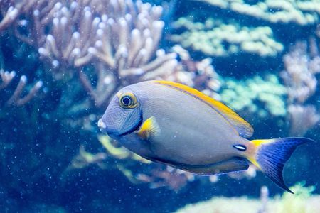 SEA LIFE San Antonio: Entry Ticket — صورة 2