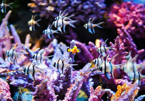 SEA LIFE Bangkok Ocean World: Entry Ticket