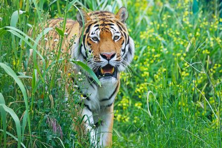 FyZoo: Entry Ticket — صورة 2