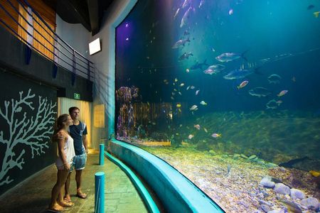 Interactive Aquarium Cancún: Entry Ticket + Dolphin Show — صورة 2