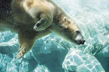 Sea World Gold Coast: 1-Day Entry Ticket + Jet Boat Ride — صورة 2