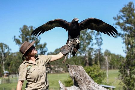 Lone Pine Koala Sanctuary: Entry Ticket — صورة 2