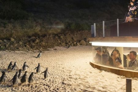 Phillip Island Nature Parks: Penguin Parade Entry Ticket — صورة 2