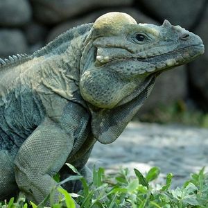 Bali Reptile Park: Entry Ticket — صورة 2