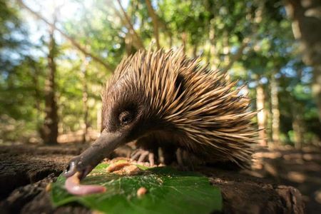 Australia Zoo: Fast Track Entry Ticket + Transfer from Sunshine Coast/Noosa — صورة 2