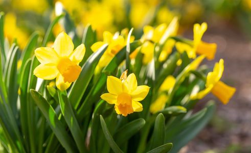 Richmond: Self-Guided Audio Walk Through Garden Beauty — صورة 2