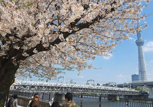 Tokyo: Self-Guided Audio Tour Through Tradition and Trend