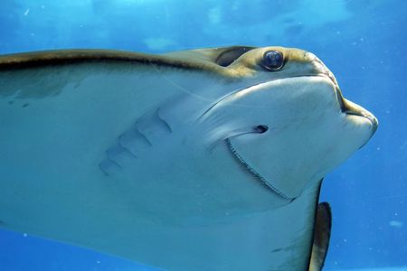 Barcelona: Aquarium Ticket and a Self-Guided Audio Walk Through the City — صورة 2