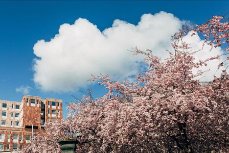 جولة صوتية: من قلب المدينة إلى سلوسن في ستوكهولم — صورة 2