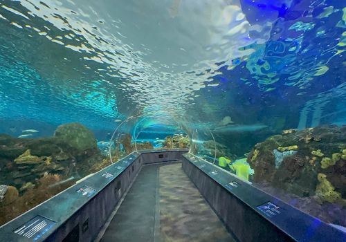 Ripley's Aquarium
