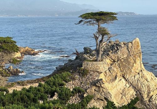 Lone Cypress