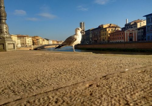 Ponte di Mezzo