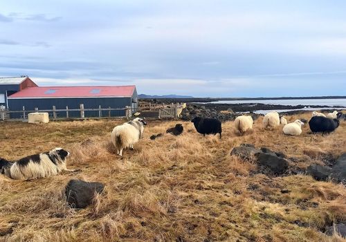 Grindavik
