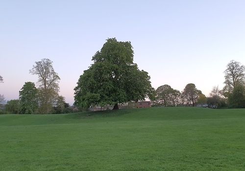 Ely Castle Mound