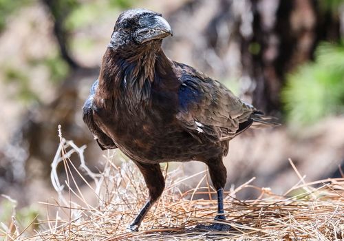 Mirador de La Cumb...