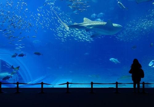 The Dallas World A...