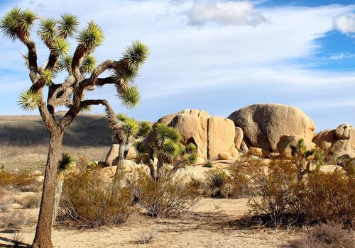 Joshua Tree Na...