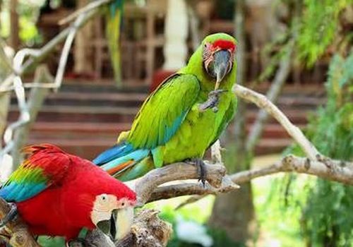 Bali Bird Park