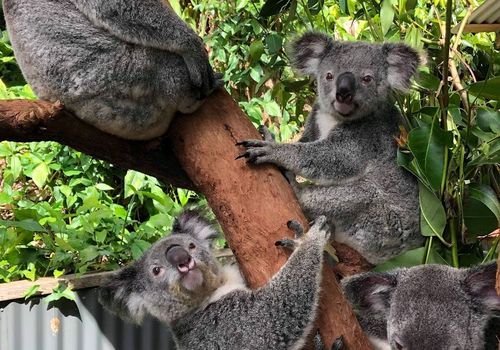 Kuranda Koala G...