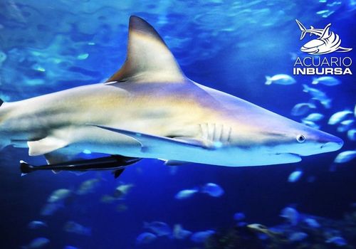 Inbursa Aquarium