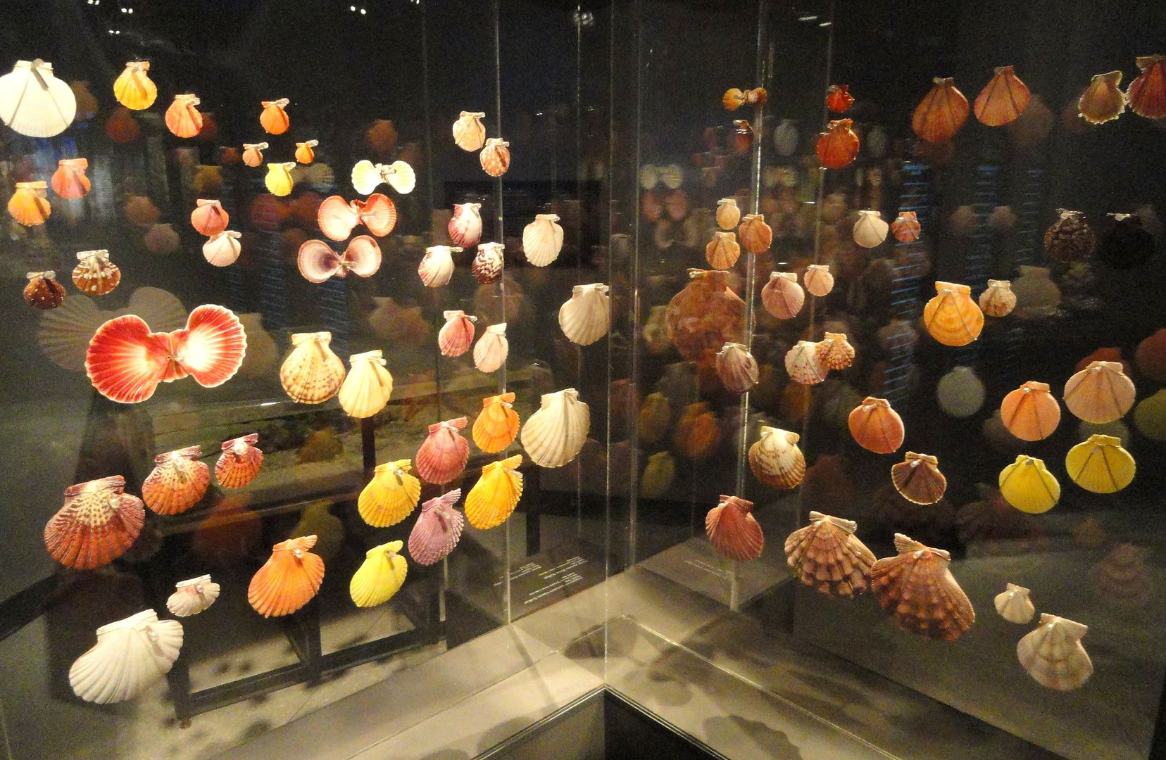 Houston: Museum of Natural Science Ticket & Audio Tour - Photo 4