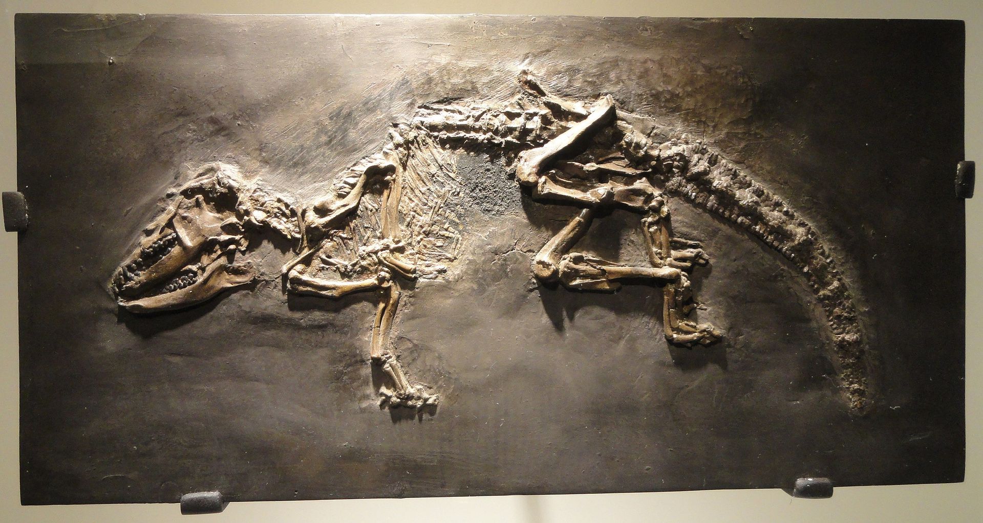 Houston: Museum of Natural Science Ticket & Audio Tour - Photo 6