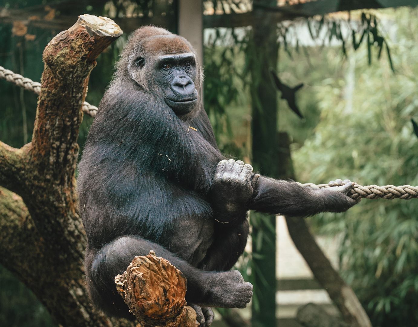 Franklin Park Zoo Ticket & In-App Audio Tour: Exploring the Wonders of Nature