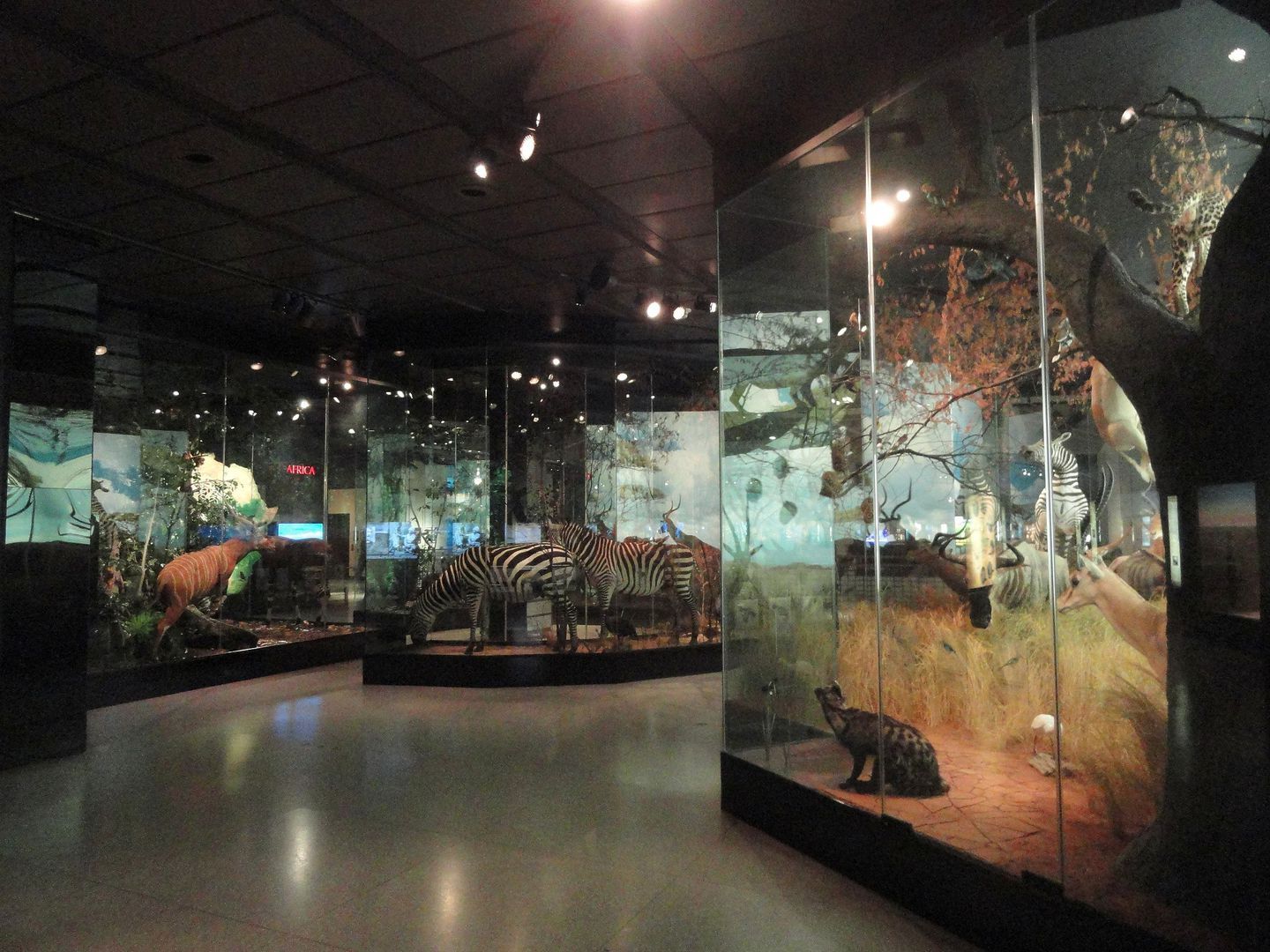 Houston Museum of Natural Science Entrance Ticket - Photo 4