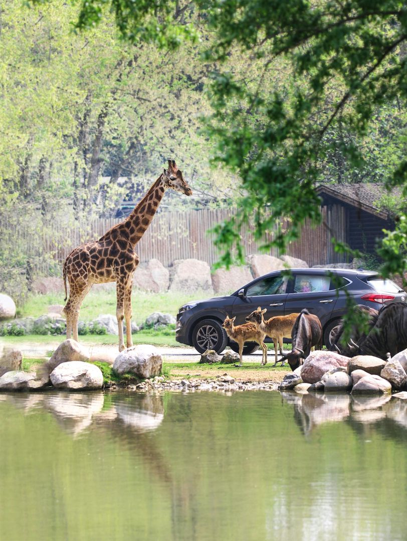 Parco Natura Viva: Open Date Ticket