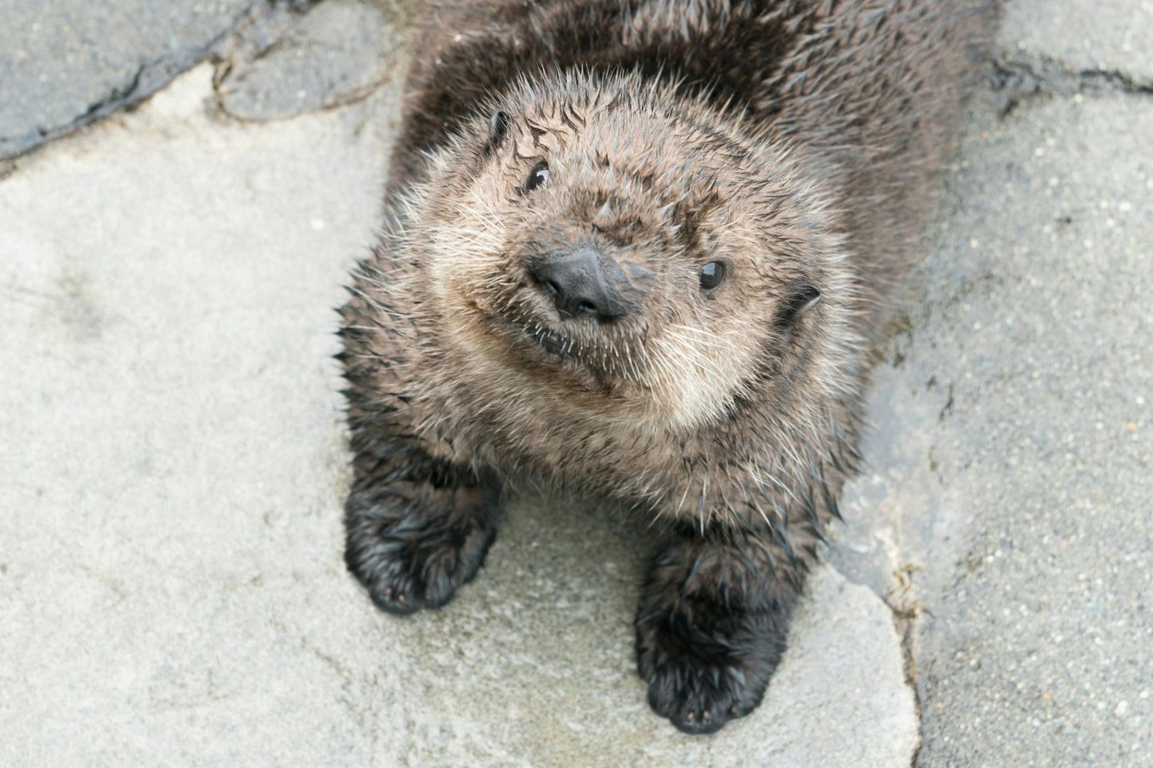 Vancouver Aquarium: Entry Ticket