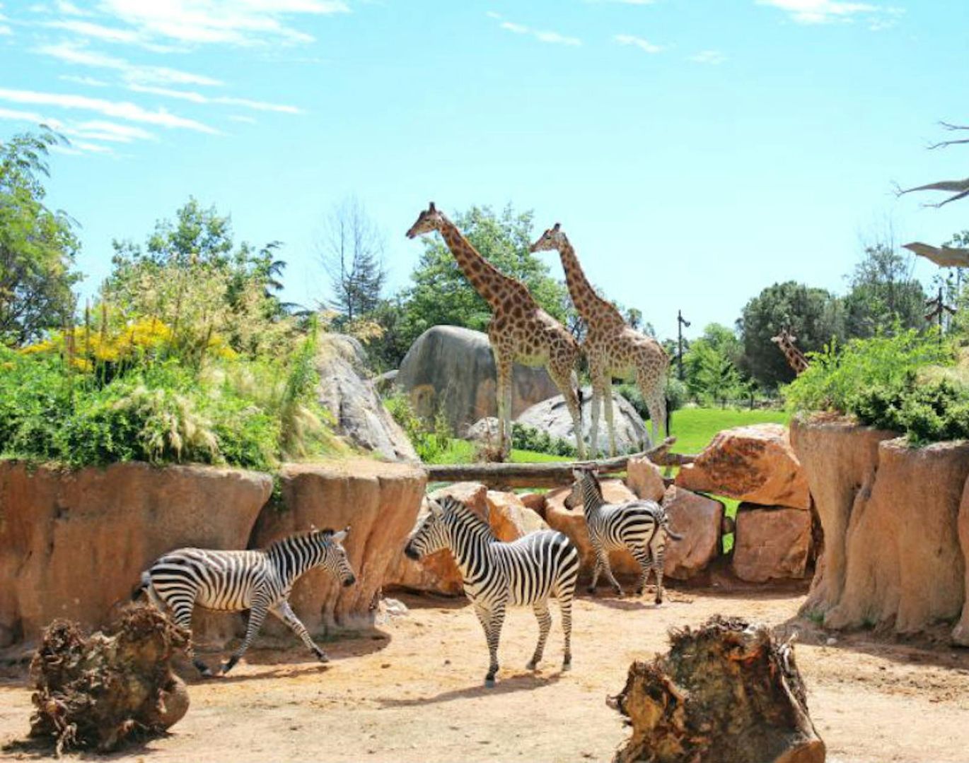 Zoom Torino: Entry Ticket