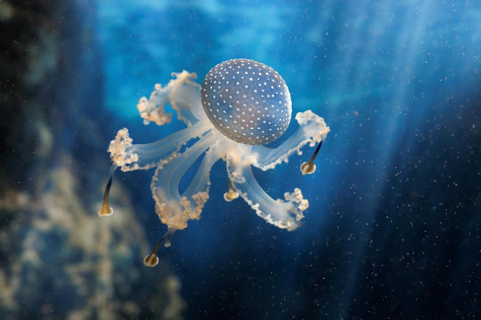 Océanopolis: Skip The Line Ticket