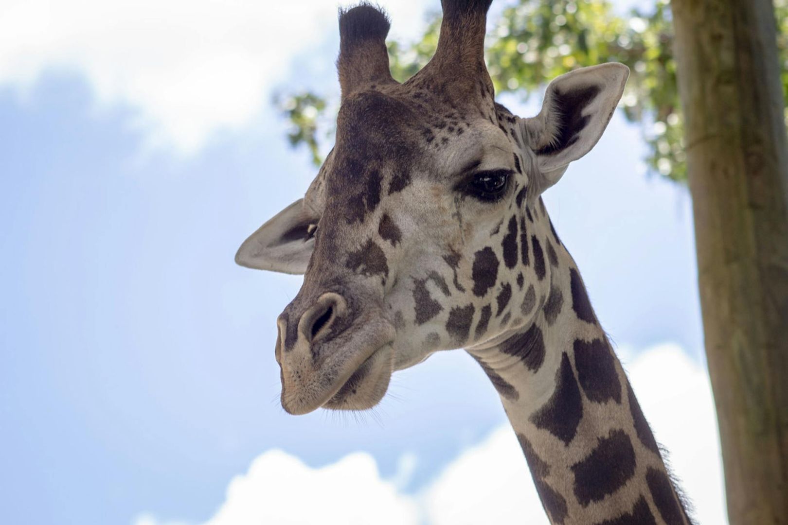 Central Florida Zoo & Botanical Gardens: Skip The Line Ticket