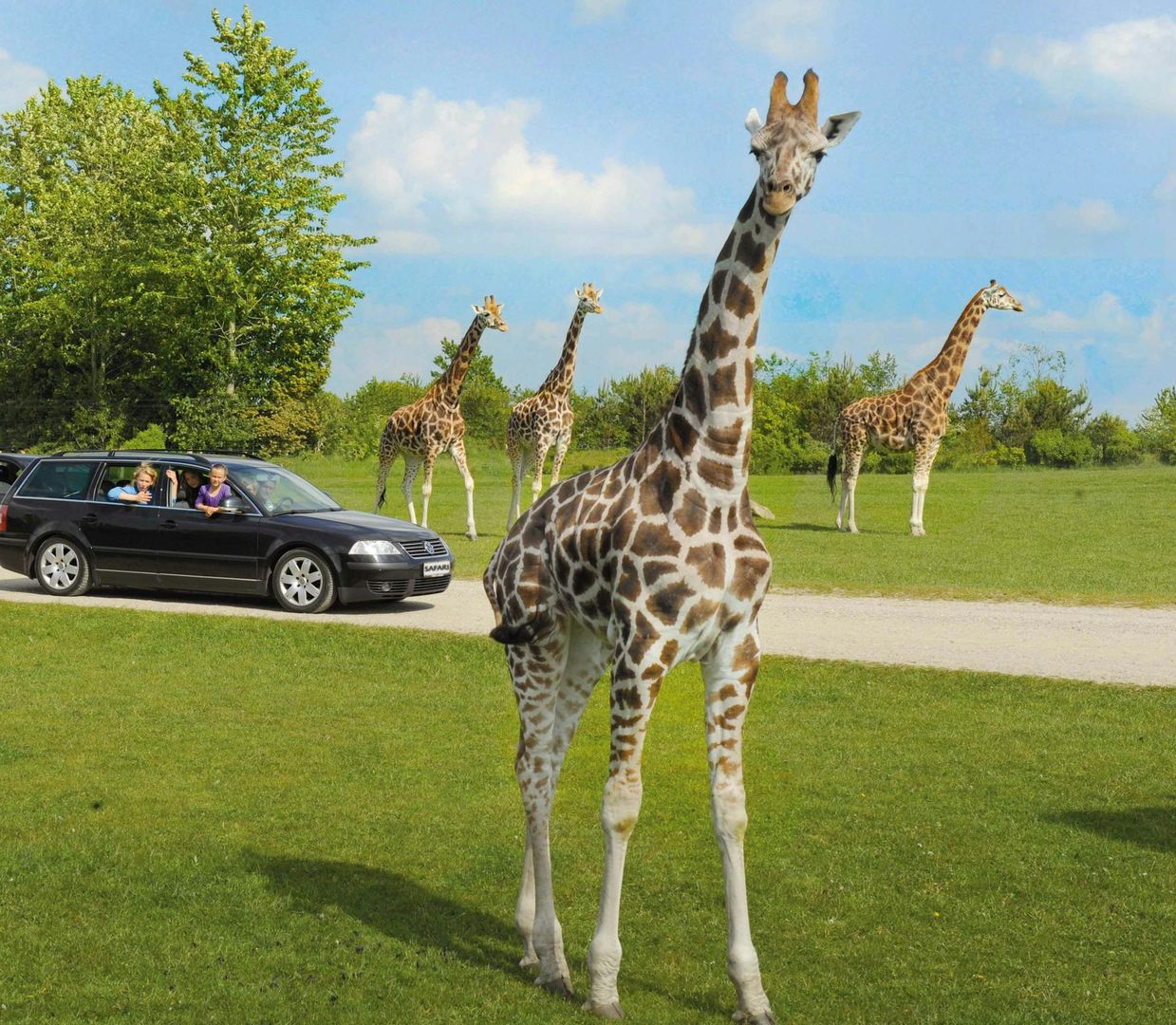 Givskud Zoo - Zootopia: Entry Ticket