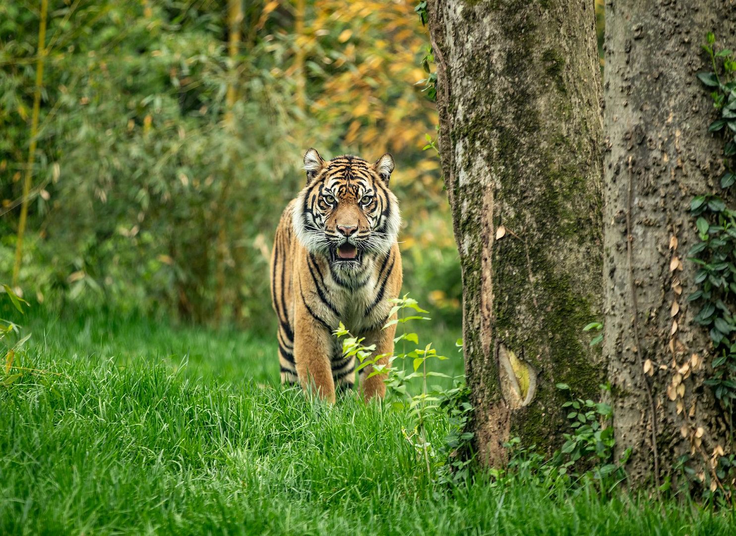 Nashville Zoo at Grassmere: Fast Track Ticket